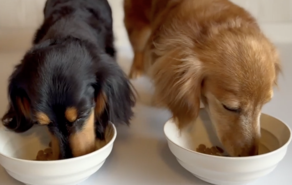 フードを美味しそうに食べる愛犬の画像